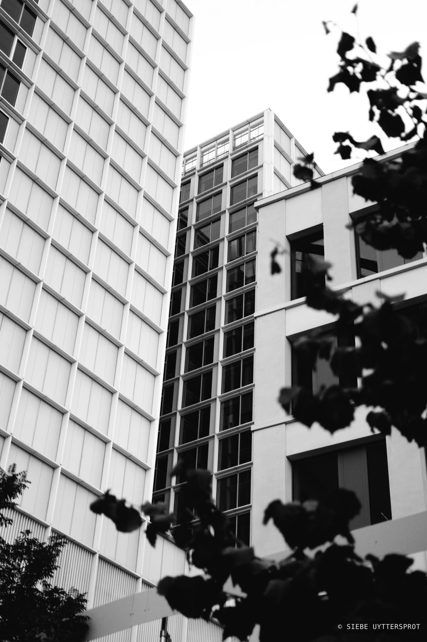 Looking up at two glass and steel office towers through the silhouette of nearby tree branches and leaves.
